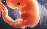 3月胎儿发育