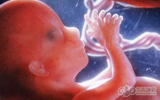 5月胎儿发育