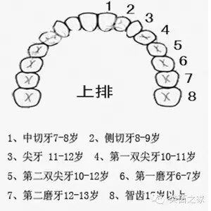儿童换牙顺序图
