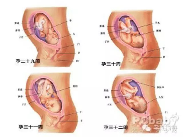 怀孕八个月胎儿发育标准