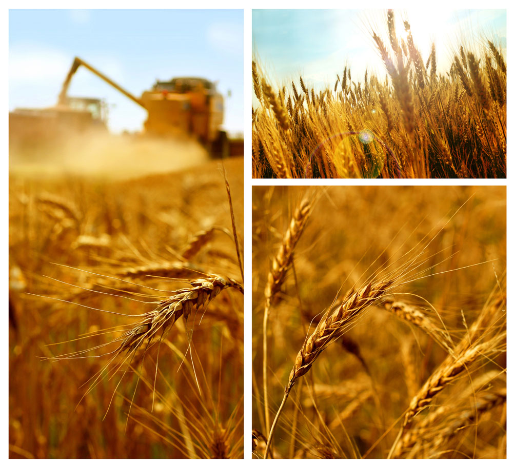 梦见小麦丰收意味着什么 梦见打麦子丰收的场面