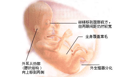 三个月胎儿性别发育图片