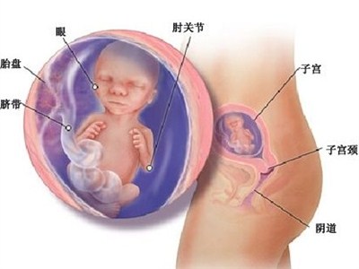 看看怀孕五个月胎儿图