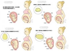怀孕9个月胎儿发育过程图