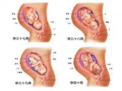 怀孕10个月胎儿发育过程图