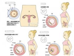 怀孕1个月胎儿发育过程图