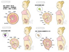 怀孕2个月胎儿发育过程图