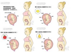 怀孕4个月胎儿发育过程图