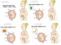 怀孕5个月胎儿发育过程图