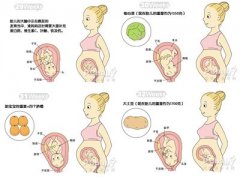 怀孕8个月胎儿发育过程图