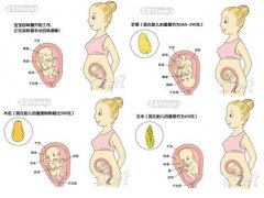 怀孕6个月胎儿发育过程图