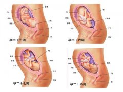 怀孕7个月胎儿发育过程图