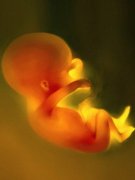 胎儿在子宫的世界